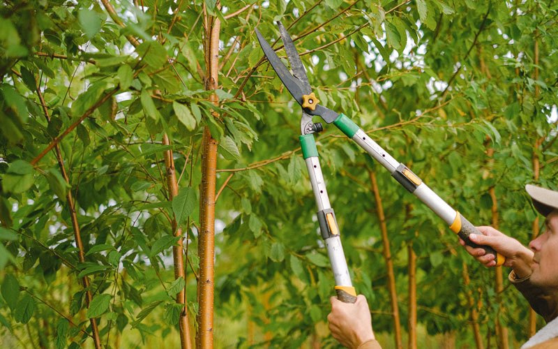 Tree trimming in Atkins, IA